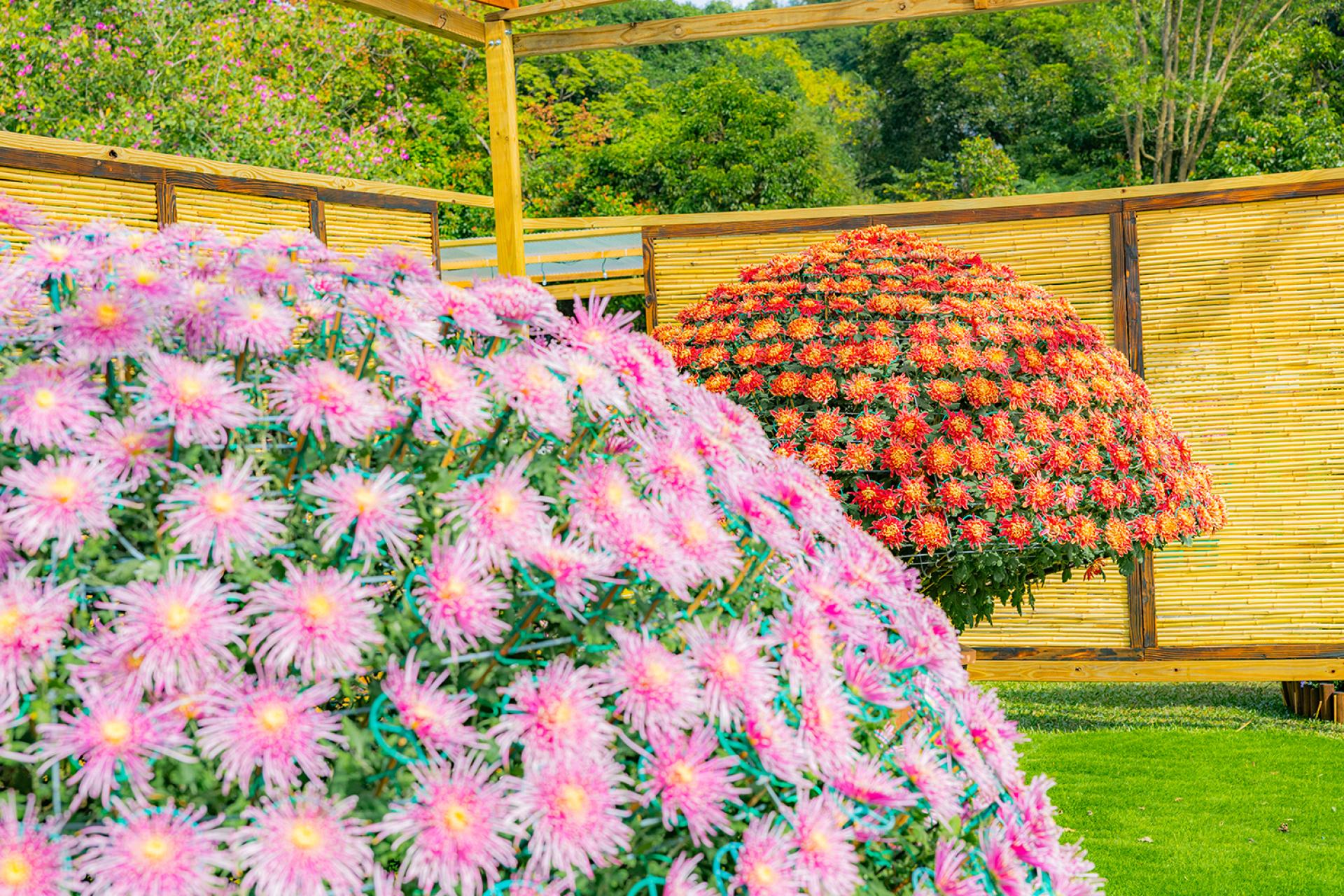 2025 CKS Shilin Residence Chrysanthemum Festival